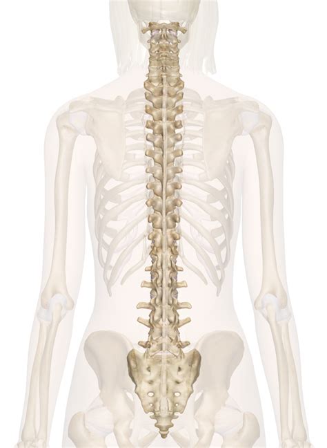 For this reason, this section provides a basic overview of anatomy and physiology as it relates to toxicity. Spine - Anatomy Pictures and Information | Human spine, Anatomy back, Human body diagram