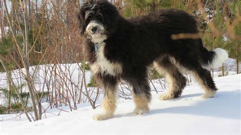 Bernedoodle Bernie Doodle Bernese Mountain Dog And Poodle Mix