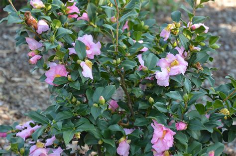 Three New Hardy Fall Blooming Camellias What Grows There Hugh
