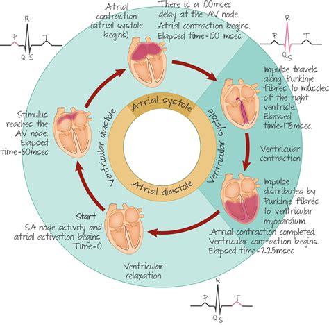 Cardiac Conduction And The Heart Cycle To Explain The Recording Of An