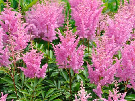 Best Flowers For A Shady Garden