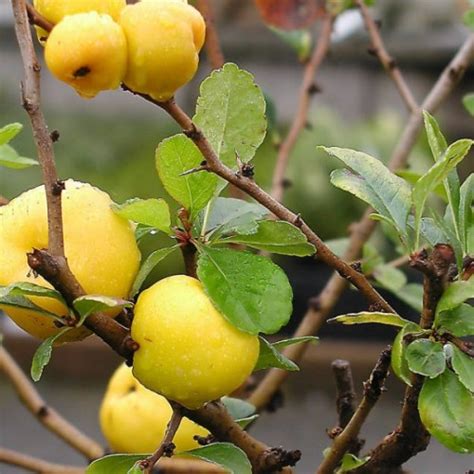 Japanese Quince Chaenomeles Japonica 40 Seeds