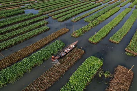 Bangladesh Farmers Revive Floating Farms As Seas Rise