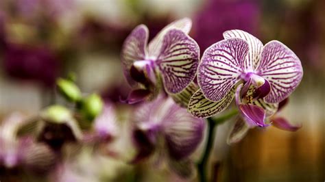 Magenta And Cream Orchids Photograph By Lynn Palmer Fine Art America