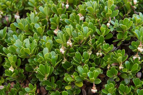 The Best Ground Covers For A Sunny Area Ground Cover Ground Cover Plants Hillside Landscaping