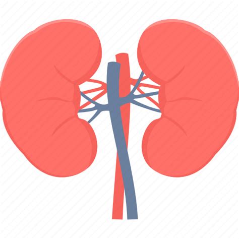 Anatomy Health Kidney Kidneys Medical Organ Renel Icon