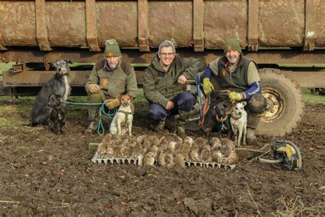 What Better Way To Clear A Farm Of Rats Shooting Uk