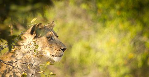Alison Buttigieg Travel And Photography Lions Wildlife Travel