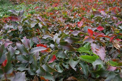 Berberis Aquifolium ‘compacta Native Sons Wholesale Nursery