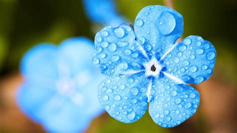 Blue Flowers Petals Water Drops 4k Close Up Preview