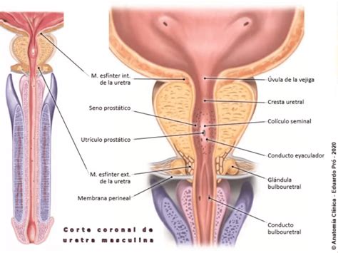 Filminas Corte coronal uretra masculina Anatomía Medicina UBA