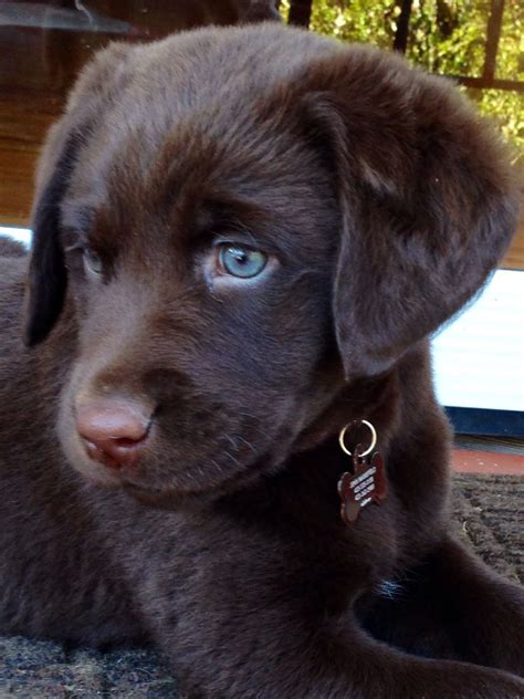 Our New Chocolate Lab Puppy Sage Labradorretrieverpuppies Labrador