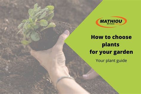 How To Choose Plants For Your Garden Mathiou Services
