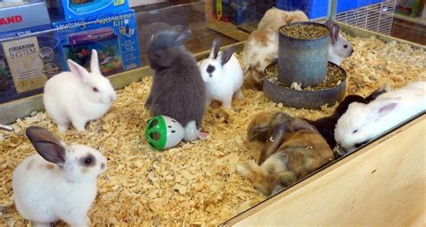 You or staff members need to be in the store every day to feed the fish and. Friday Funny: The Pet Store Rabbit | Panhandle Agriculture