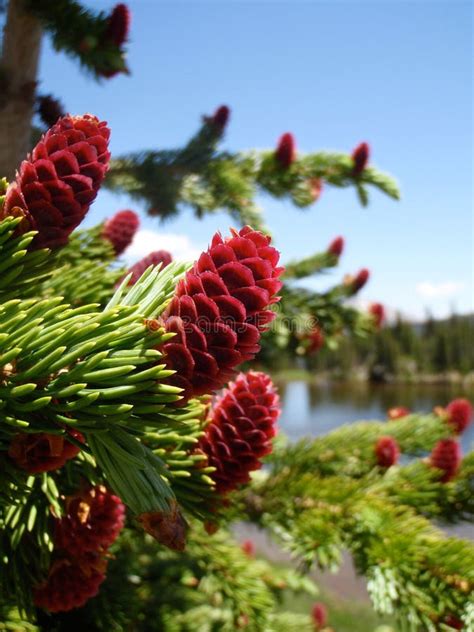 Pine Tree With Red Cones Stock Image Image Of Evergreen 14401409