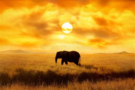 Lonely Big Elephant Against Sunset In Savannah Serengeti National Park