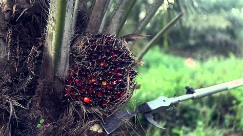Palm Oil Palm Trees Smart Harvesting Prunning Mechanized Chisel Youtube