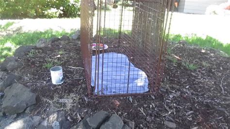 Setting Up A Humane Trap For A Missing Or Loose Dog Youtube