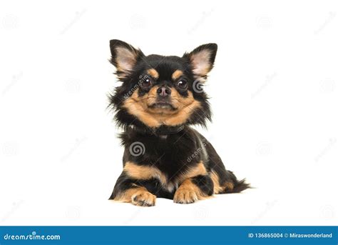 77 Pictures Of Black And Tan Chihuahua L2sanpiero