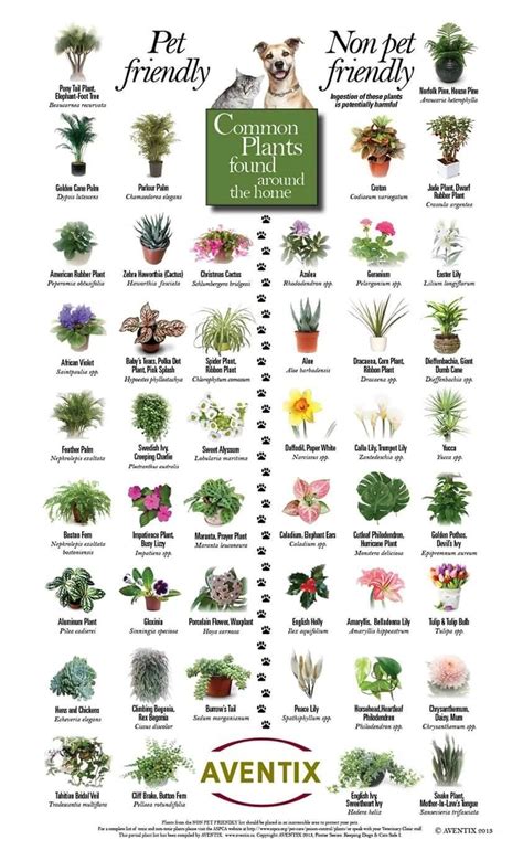 Which Plants Are Poisonous For Dogs