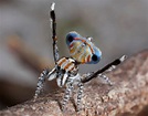 These jumping spiders from the land down under really know how to ...