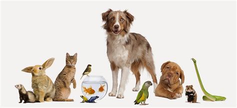 On Pets As Presents On Veterinary Care Fun Animals Wiki Videos