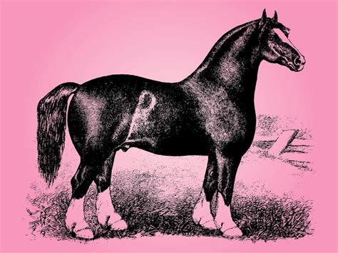 Vintage Horse Sketch Vector Art And Graphics