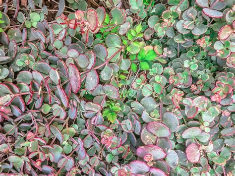 Succulent Plants In Large Patch Of Vines With Red And Green Waxy Stock