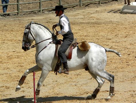 Dariusz Caballeros Working Equitation