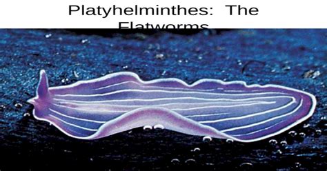 Platyhelminthes The Flatworms Pptx Powerpoint