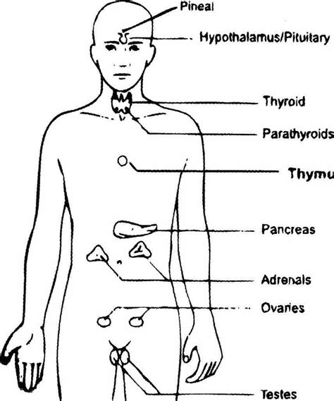 Gland Locations In The Human Body