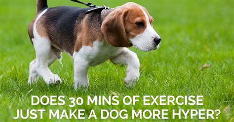 Most cacti respond well to excising the diseased tissue. Is a half-hour of exercise just enough to make a dog hyper ...