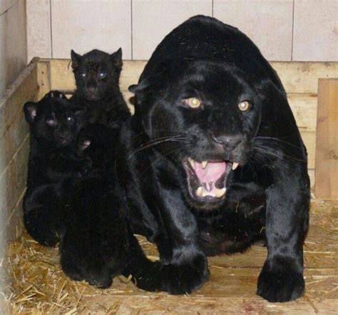 Black Panther And Babies Дикие животные Черный ягуар