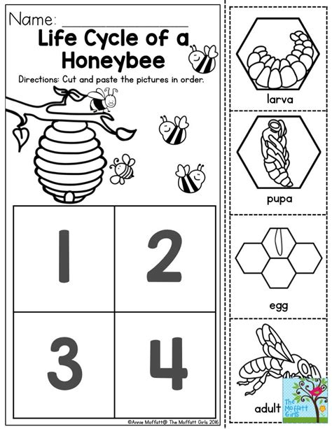Life Cycle Of A Honeybee Prebabeers Love Learning About How Insects