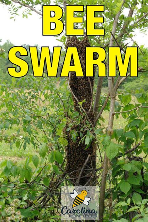 Honey Bee Swarming Why Bees Swarm Carolina Honeybees Bee Swarm