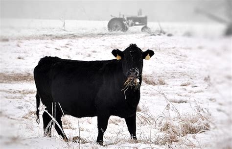 Cattle Nutritionist Dont Skimp On The Feed In This Cold Brownfield