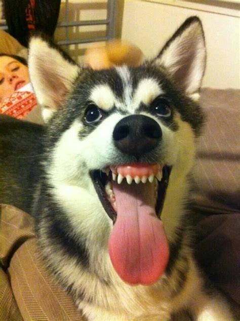 Thats His Happy Face ☺ Doggie Dearest Pinterest