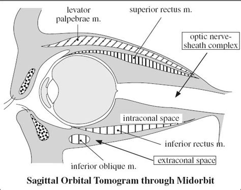 Of Orbit Radiology Key