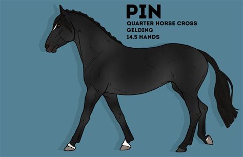 Pin Reference By Canisace On Deviantart