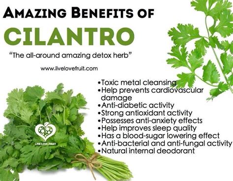 Incredible Health Benefits Of Cilantro The Amazing Detox Herb