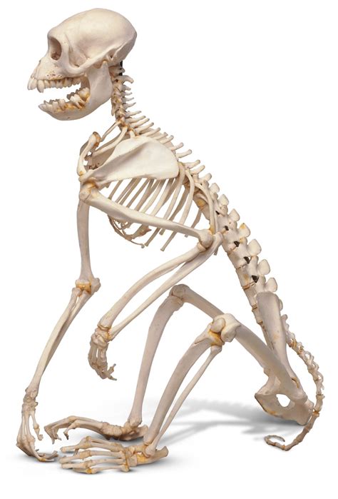 More bones equals more work and memory. What Is A Vertebrate | Vertebrate Definition | DK Find Out