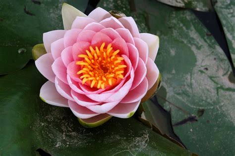 Lotus Flower Hd Wallpapers Hd Wallpapers High