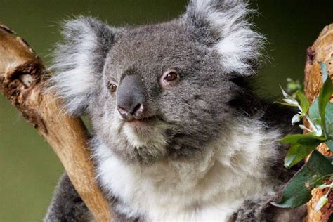 Tasmania Has No Wild Koalas — But Could Play A Role In The Survival Of