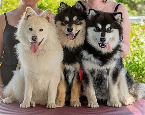 Are Finnish Lapphunds Good Dogs
