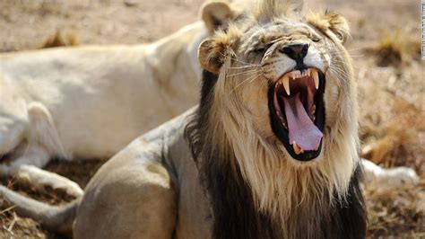 Lion Kills Safari Guide In Zimbabwe Park