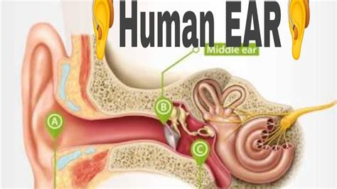 Human Ear Structure And Mechanism Of Hearing Youtube