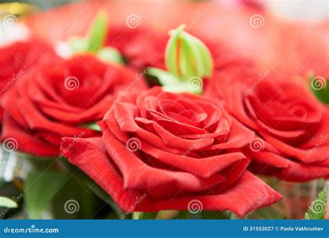 Bunch Of Red Roses Stock Image Image Of Flora Design 31553027