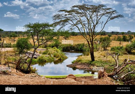 Landschaft Im Serengeti Nationalpark Unesco Weltkulturerbe Tansania
