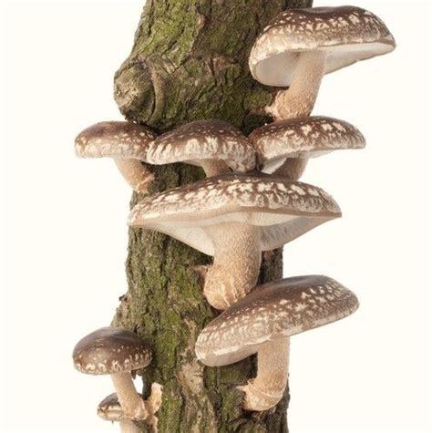 Shiitake Mushroom Stuffed Mushrooms Garden Sculpture