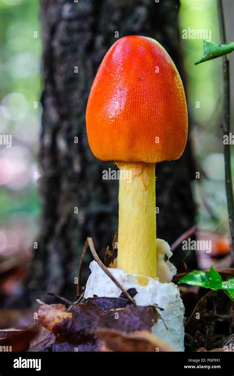 Early Growth Stage Of An American Caesarss Mushroom Amanita Jacksonii